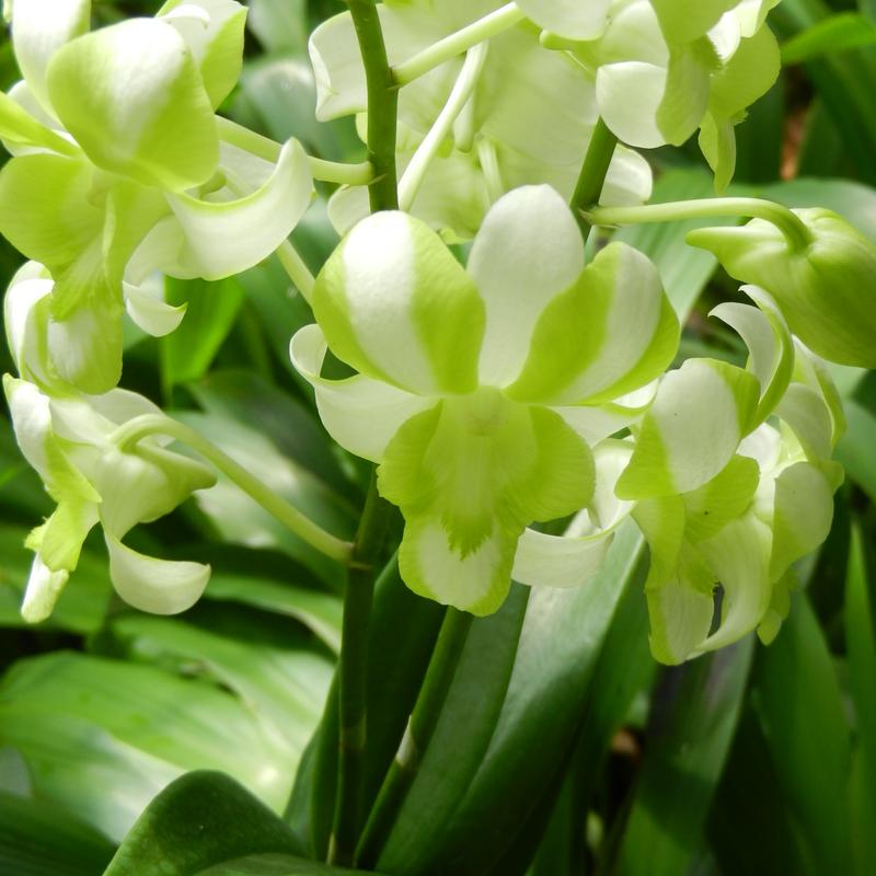 Orchideen La Palma