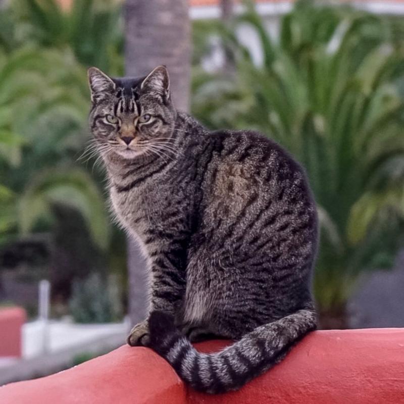 Kater Pauli genießt die Aussicht von der Dachterrasse der Casa Meike auf der Finca Luna Baila, Foto © B. Steigerwald