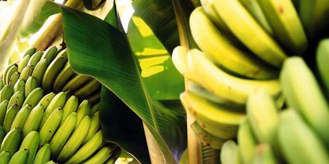 Platanos - die Bananen auf La Palma