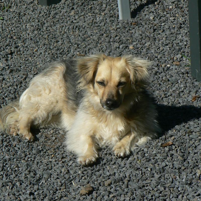 Unser Hund Biene genießt ein ausgiebiges Sonnenband auf der Finca La Luna Baila, La Palma