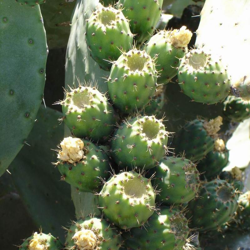 Kaktusfeigen La Palma